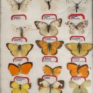 Vintage Butterfly Collection Display with White and Orange Butterflies